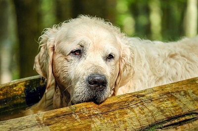 alten Golden Retriever pflegen